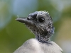 blue-jay-04