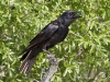 crow-01