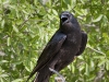 crow-02