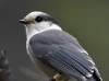 gray-jay-01