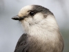 gray-jay-02