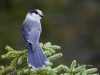 gray-jay-03