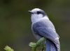 gray-jay-04