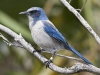 scrub-jay-01