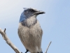 scrub-jay-02