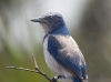 scrub-jay-03