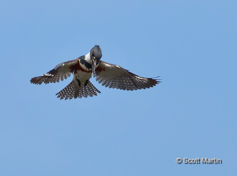 Belted Kingfisher 02