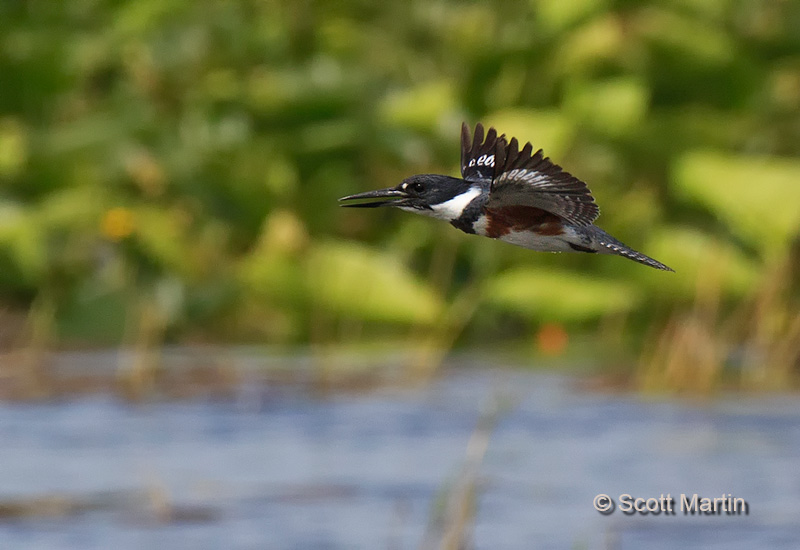 Belted Kingfisher 10