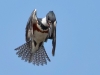 Belted Kingfisher 01