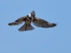 Belted Kingfisher 02