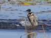 Belted Kingfisher 04