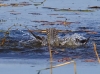Belted Kingfisher 05