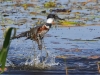Belted Kingfisher 06