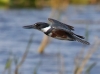 Belted Kingfisher 09