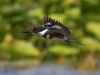 Belted Kingfisher 10