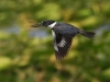 Belted Kingfisher 11