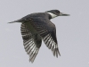 Belted Kingfisher 12