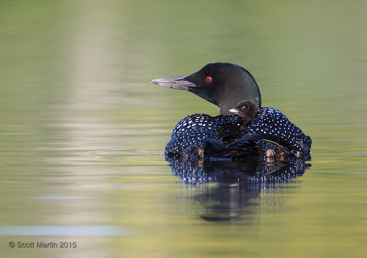 Loons 2015_0033