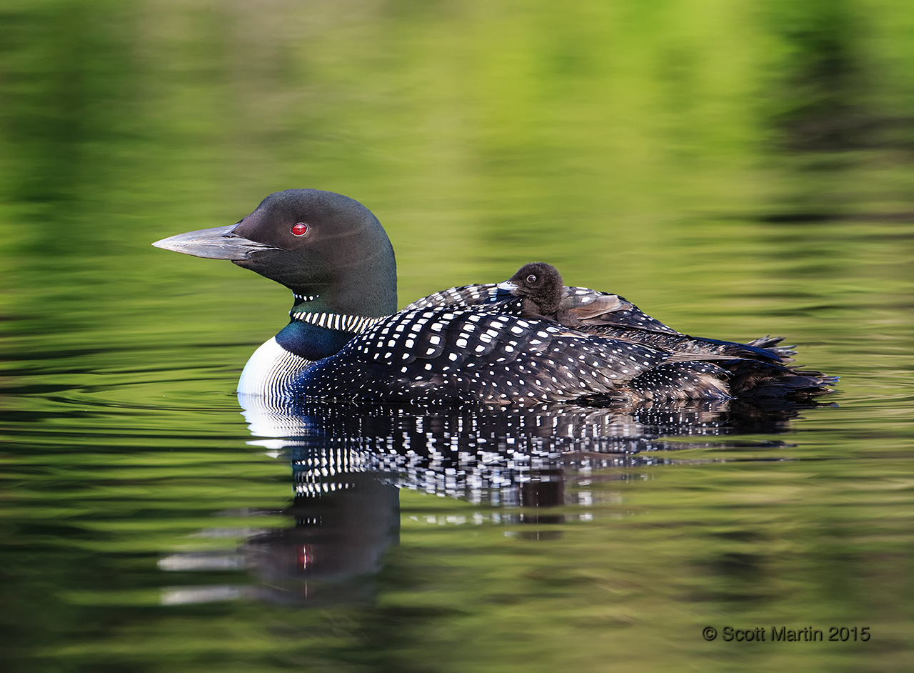 Loons 2015_0079