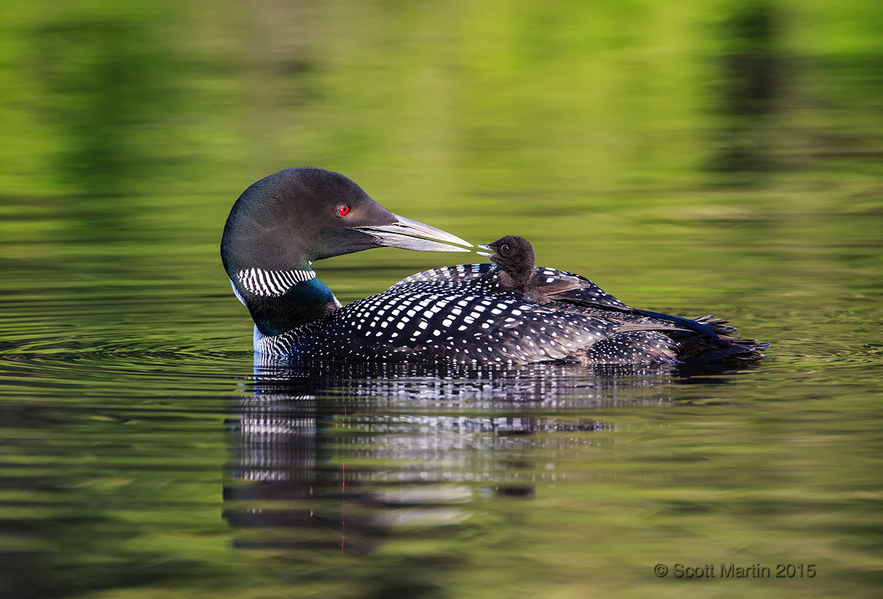 Loons 2015_0101