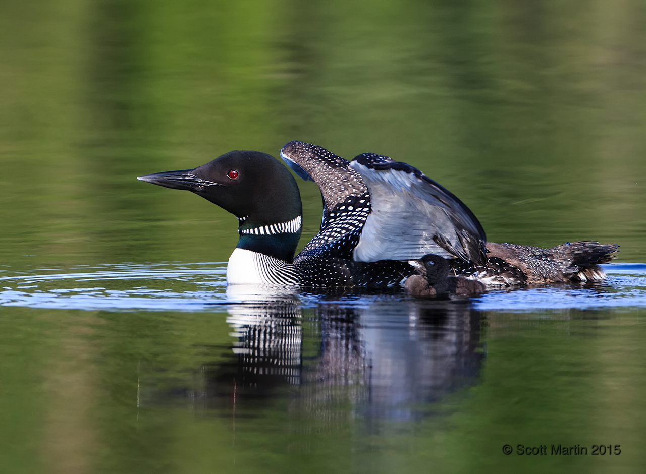 Loons 2015_0286