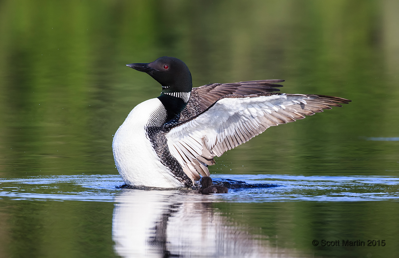 Loons 2015_0295
