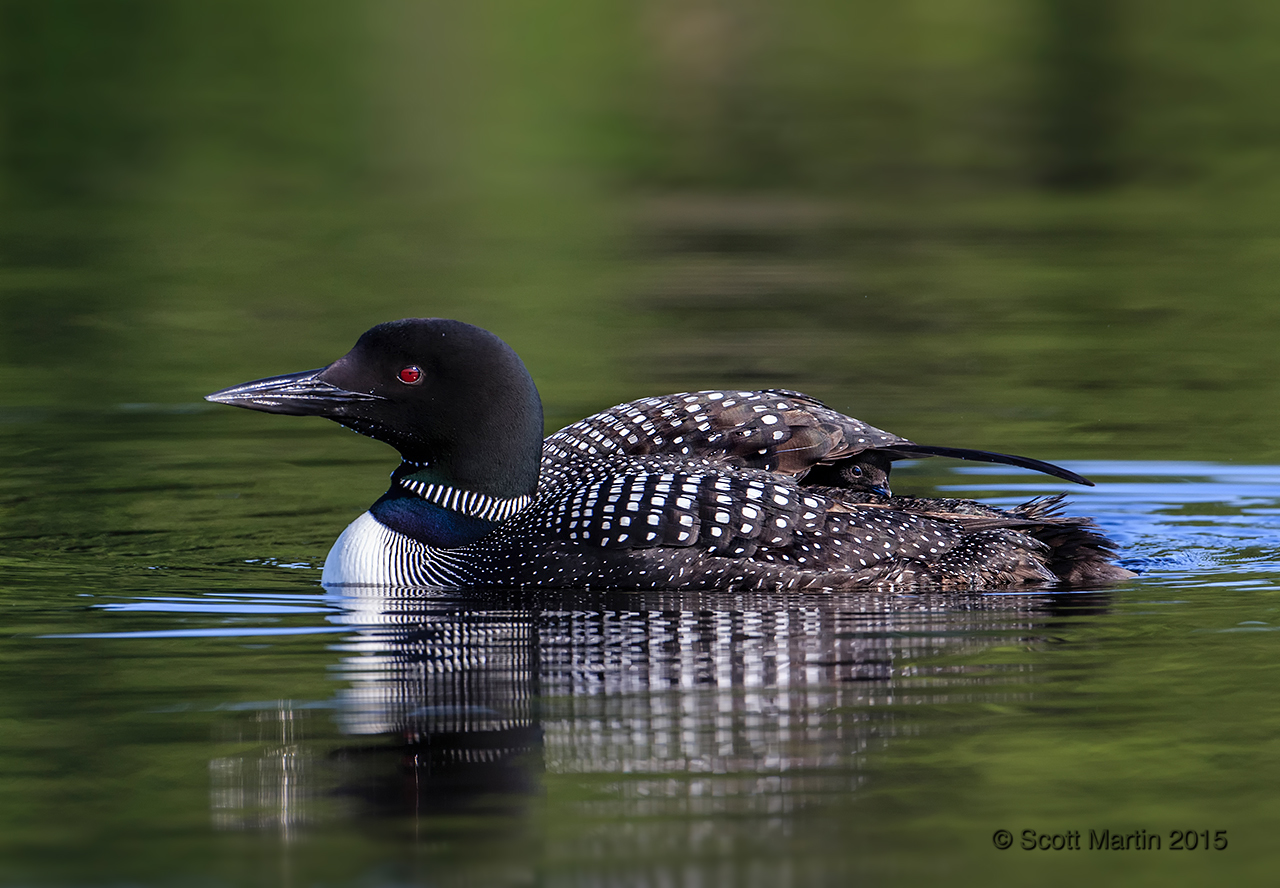 Loons 2015_0332