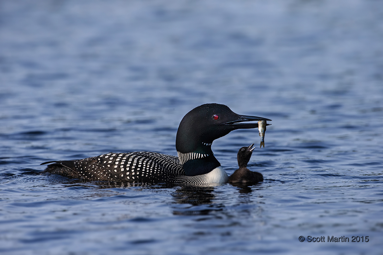Loons 2015_0403