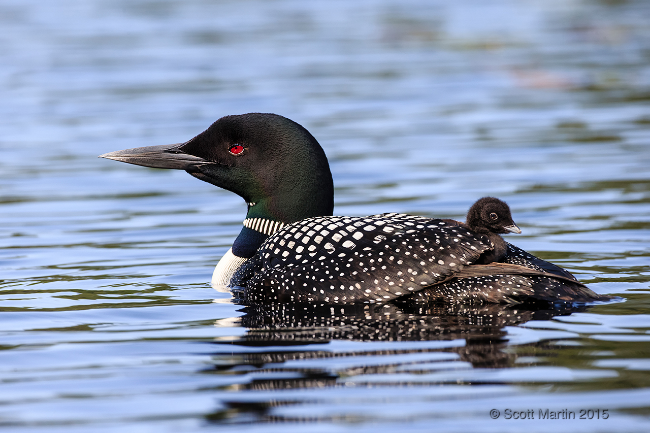 Loons 2015_0425