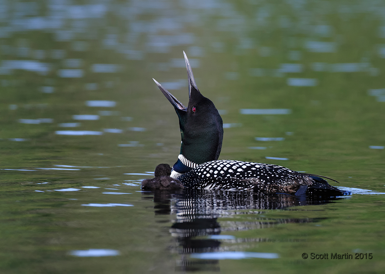 Loons 2015_0479