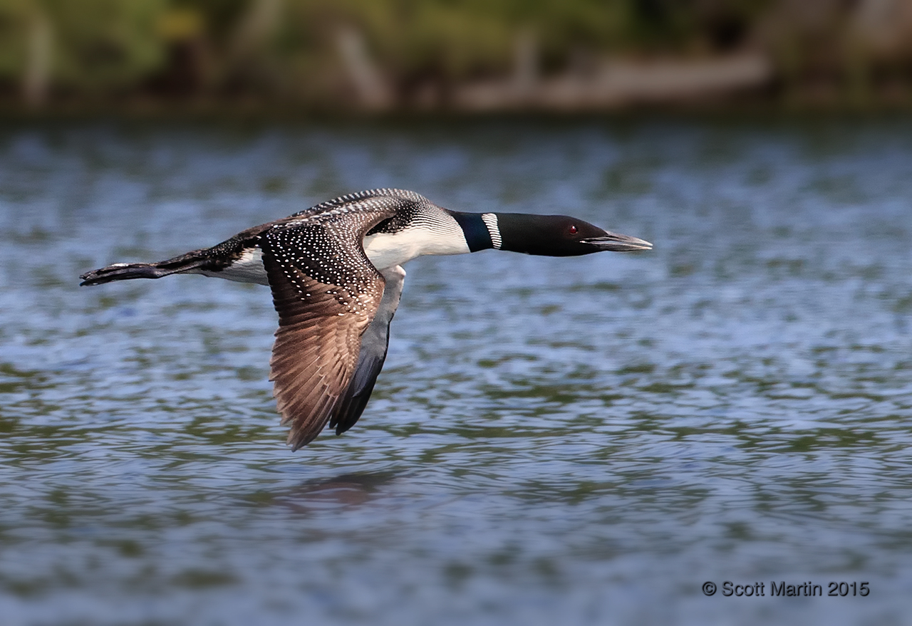 Loons 2015_0503