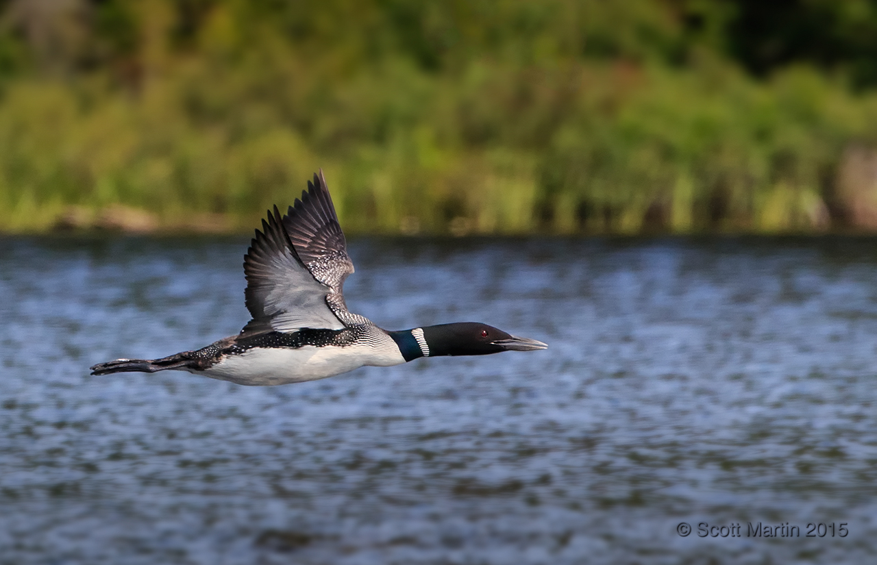 Loons 2015_0505