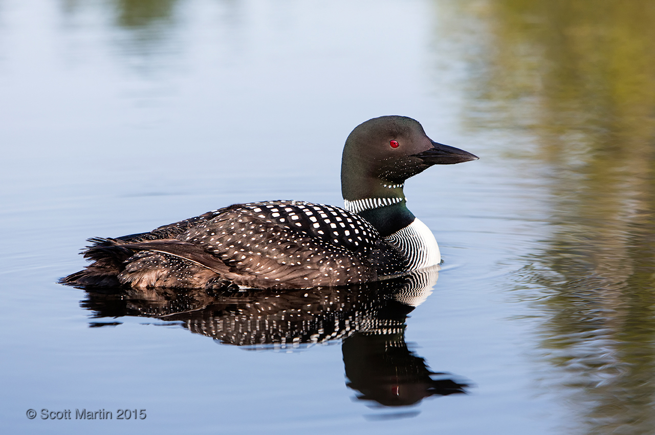 Loons 2015_0615