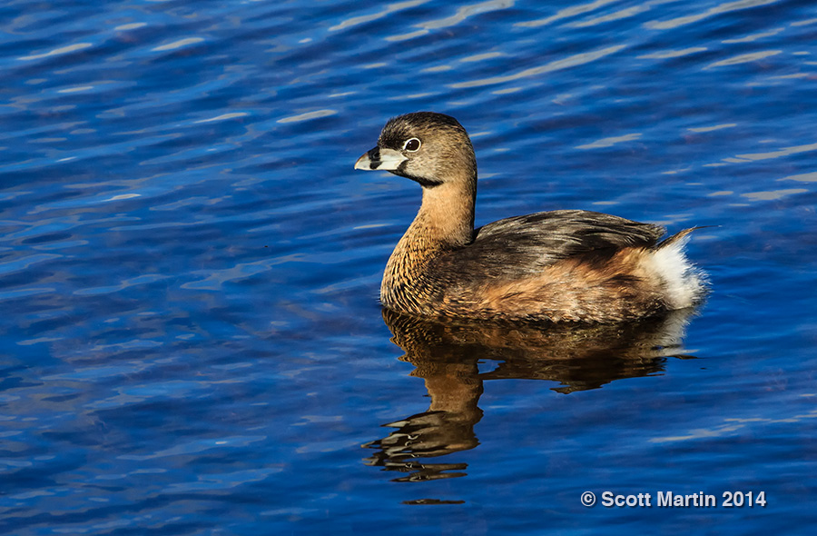 Pied-billed Grebe 01