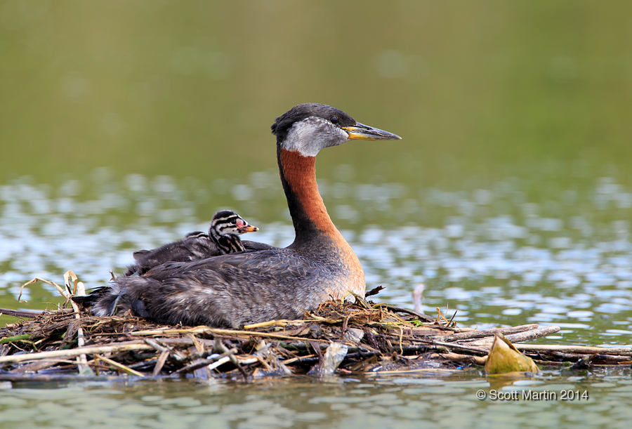 Red-necked Grebe_13