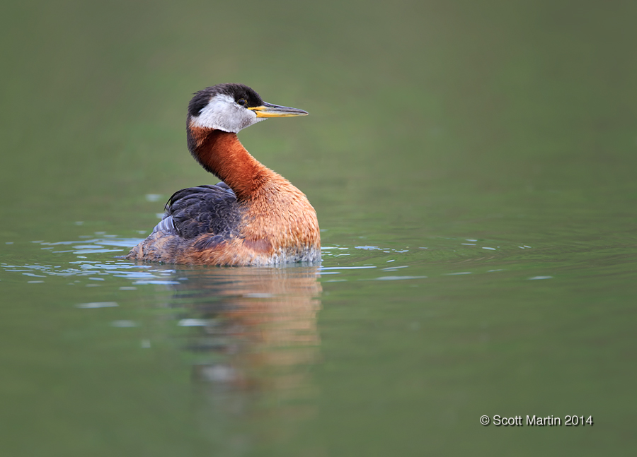 Red-necked Grebe_67