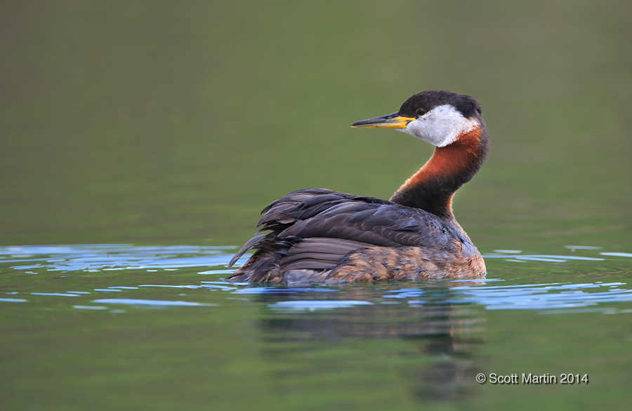 Red-necked Grebe_77
