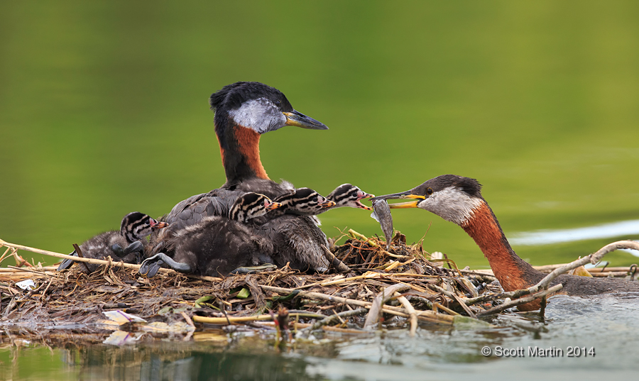 Red-necked Grebe_205