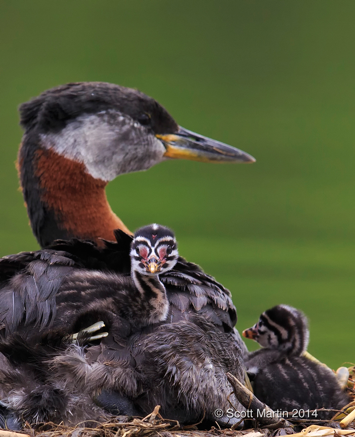 Red-necked Grebe_212