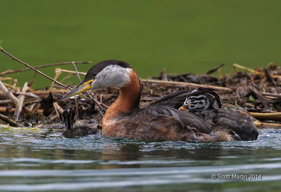 Red-necked Grebe_307