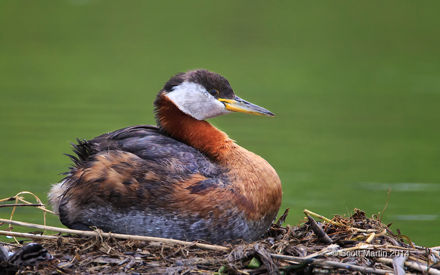 Red-necked Grebe_342