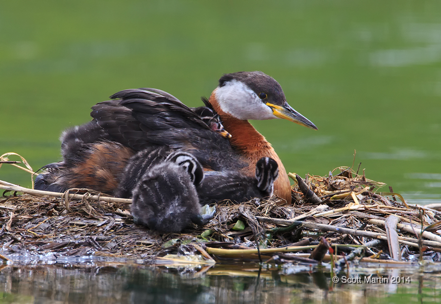 Red-necked Grebe_366