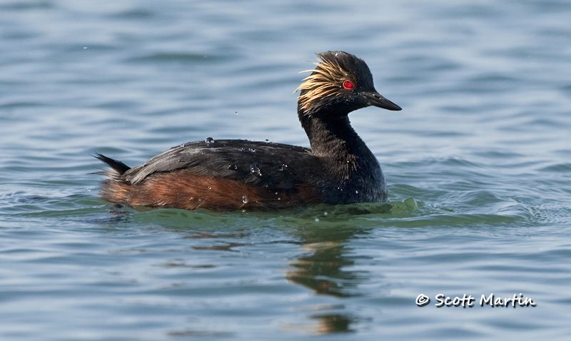 eared-grebe-02