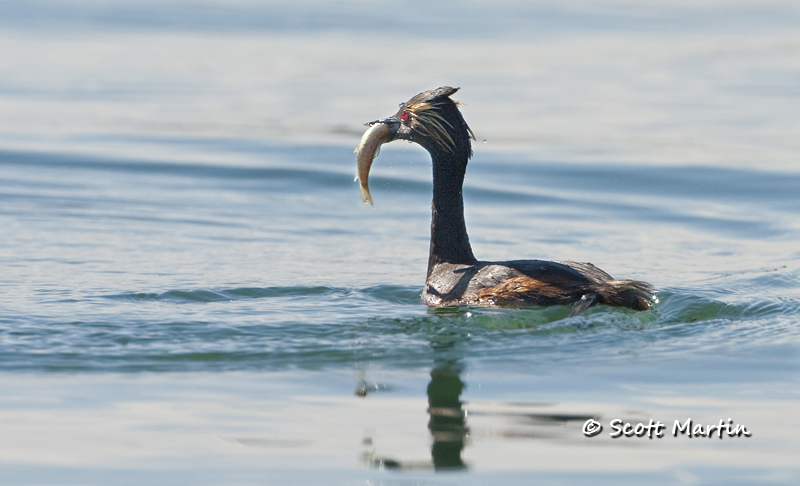 eared-grebe-06