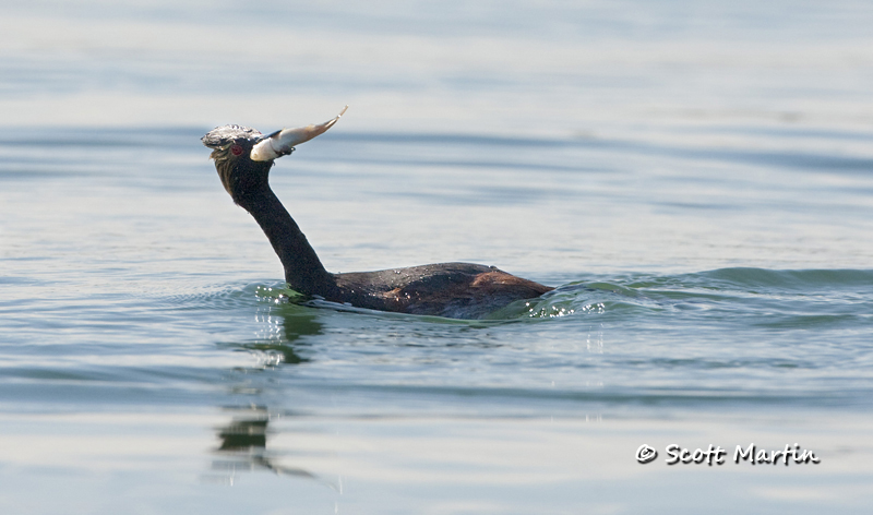 eared-grebe-07