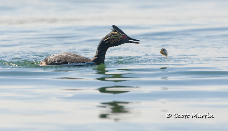 eared-grebe-08