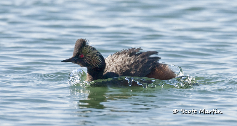 eared-grebe-09