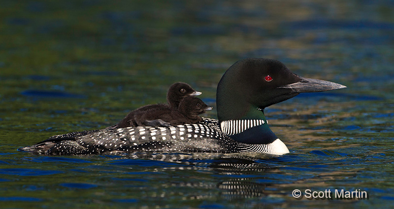 Loon 59