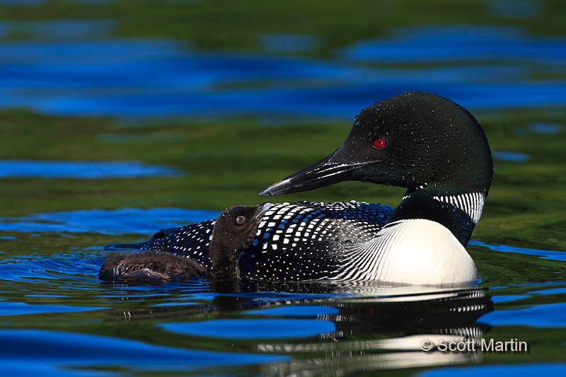 Loon 68