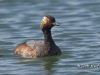 Eared Grebe 01